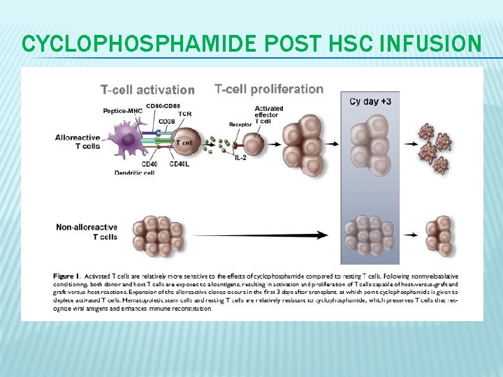CYCLOPHOSPHAMIDE POST HSC INFUSION 