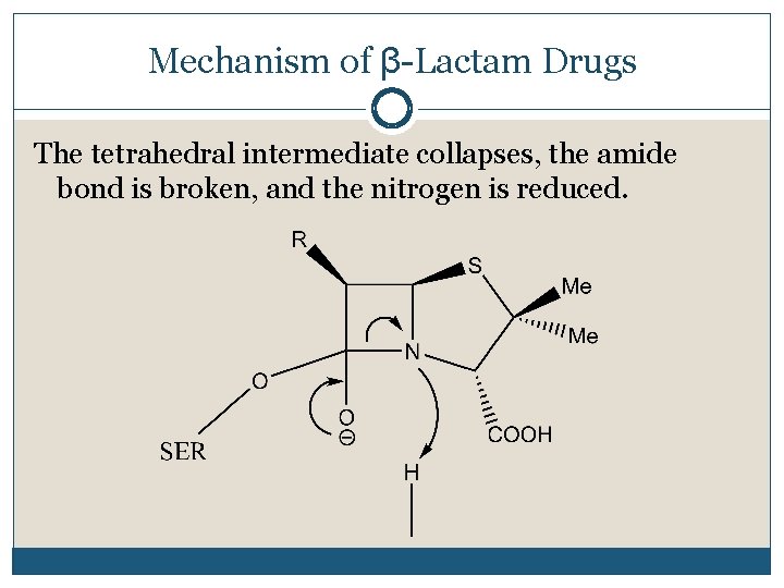 Mechanism of β-Lactam Drugs The tetrahedral intermediate collapses, the amide bond is broken, and