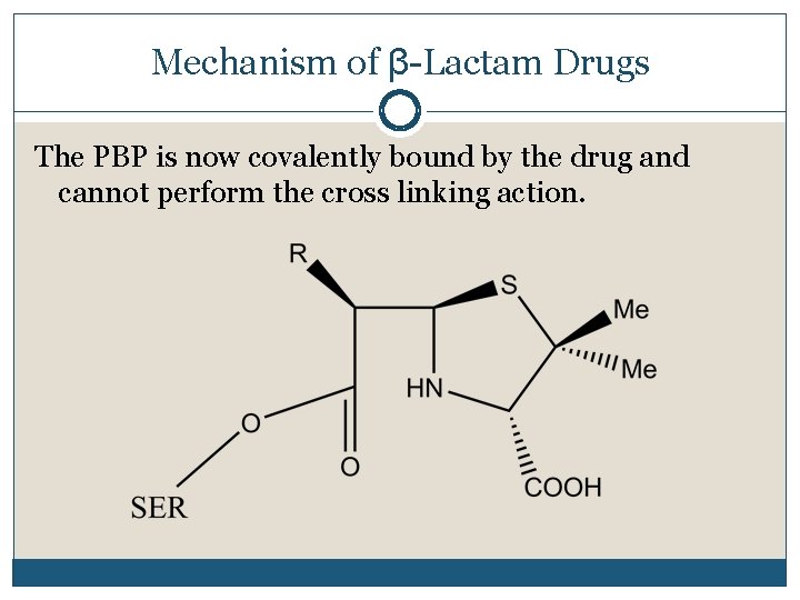 Mechanism of β-Lactam Drugs The PBP is now covalently bound by the drug and