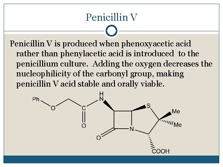 Penicillin V is produced when phenoxyacetic acid rather than phenylacetic acid is introduced to