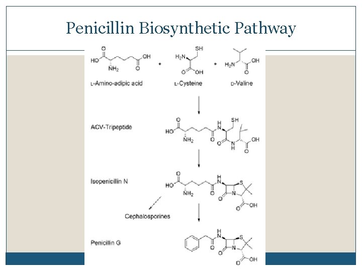 Penicillin Biosynthetic Pathway 