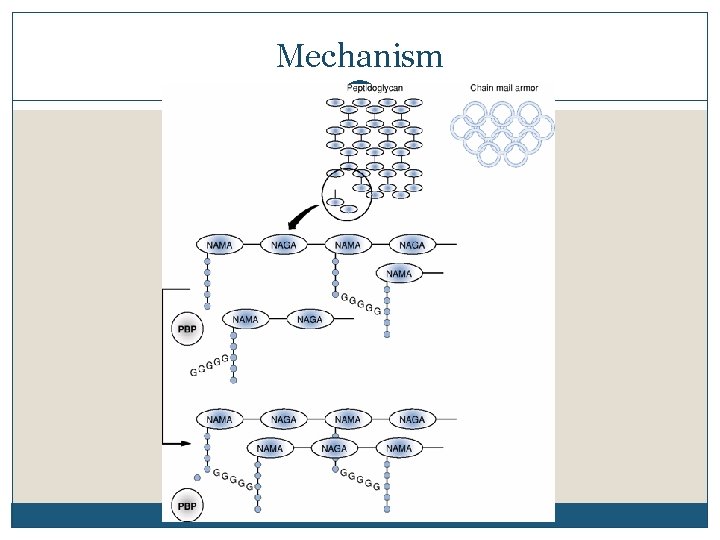 Mechanism 