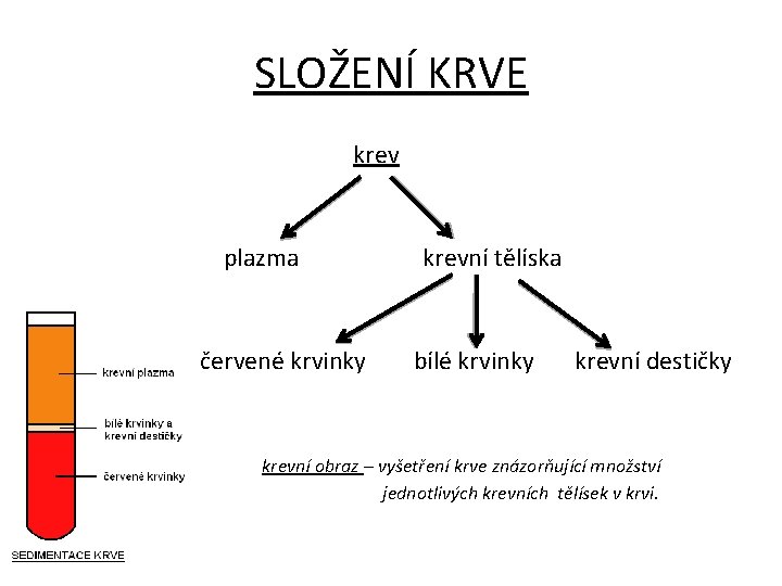 SLOŽENÍ KRVE krev plazma červené krvinky krevní tělíska bílé krvinky krevní destičky krevní obraz