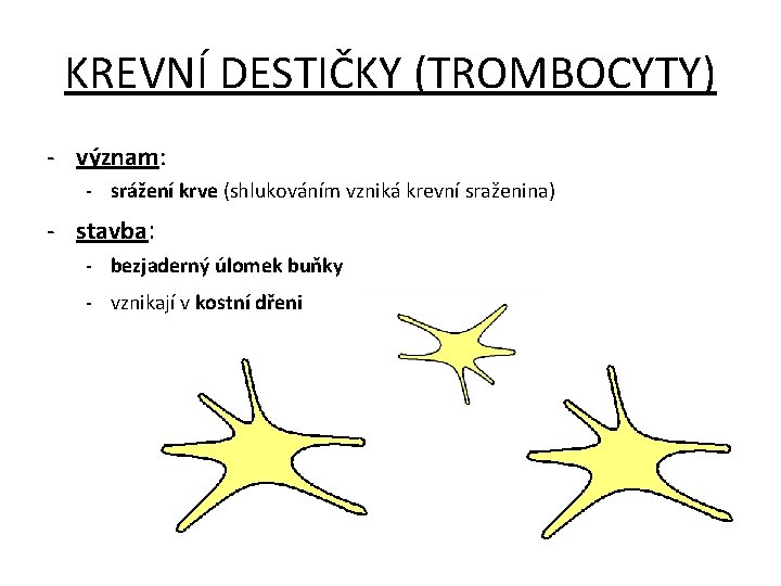 KREVNÍ DESTIČKY (TROMBOCYTY) - význam: - srážení krve (shlukováním vzniká krevní sraženina) - stavba: