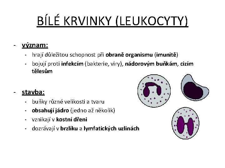 BÍLÉ KRVINKY (LEUKOCYTY) - význam: - hrají důležitou schopnost při obraně organismu (imunitě) -