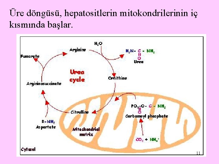 Üre döngüsü, hepatositlerin mitokondrilerinin iç kısmında başlar. 11 