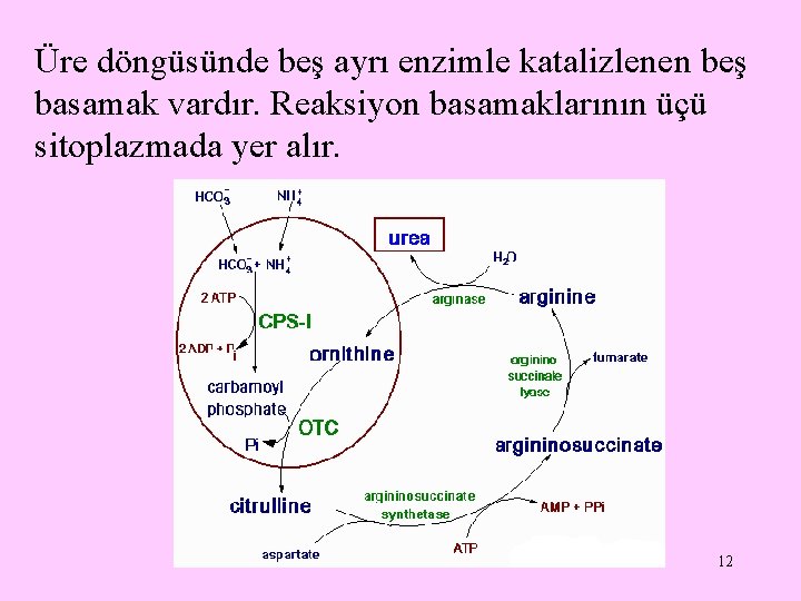 Üre döngüsünde beş ayrı enzimle katalizlenen beş basamak vardır. Reaksiyon basamaklarının üçü sitoplazmada yer