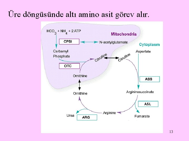 Üre döngüsünde altı amino asit görev alır. 13 