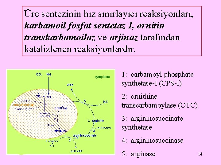 Üre sentezinin hız sınırlayıcı reaksiyonları, karbamoil fosfat sentetaz I, ornitin transkarbamoilaz ve arjinaz tarafından