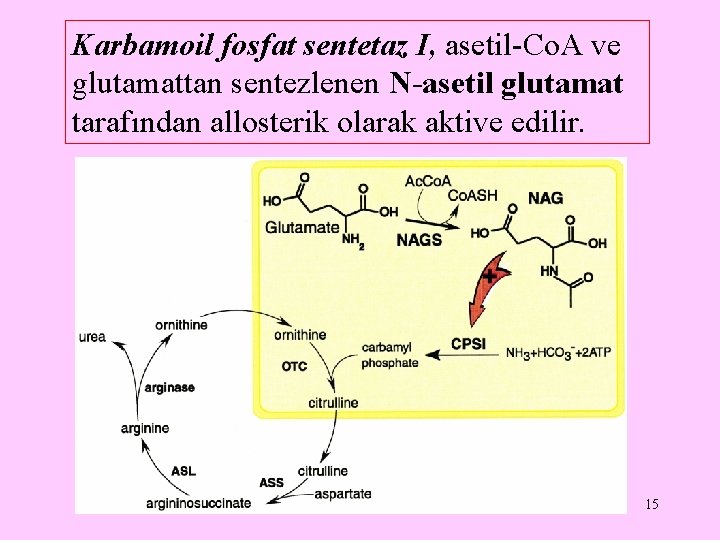 Karbamoil fosfat sentetaz I, asetil-Co. A ve glutamattan sentezlenen N-asetil glutamat tarafından allosterik olarak