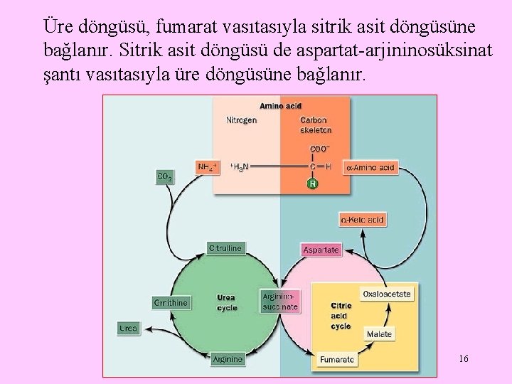 Üre döngüsü, fumarat vasıtasıyla sitrik asit döngüsüne bağlanır. Sitrik asit döngüsü de aspartat-arjininosüksinat şantı