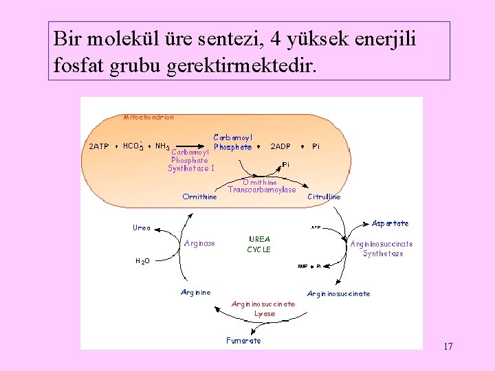 Bir molekül üre sentezi, 4 yüksek enerjili fosfat grubu gerektirmektedir. 17 