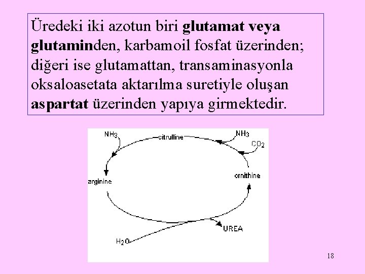 Üredeki iki azotun biri glutamat veya glutaminden, karbamoil fosfat üzerinden; diğeri ise glutamattan, transaminasyonla