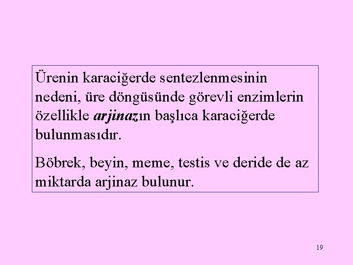 Ürenin karaciğerde sentezlenmesinin nedeni, üre döngüsünde görevli enzimlerin özellikle arjinazın başlıca karaciğerde bulunmasıdır. Böbrek,