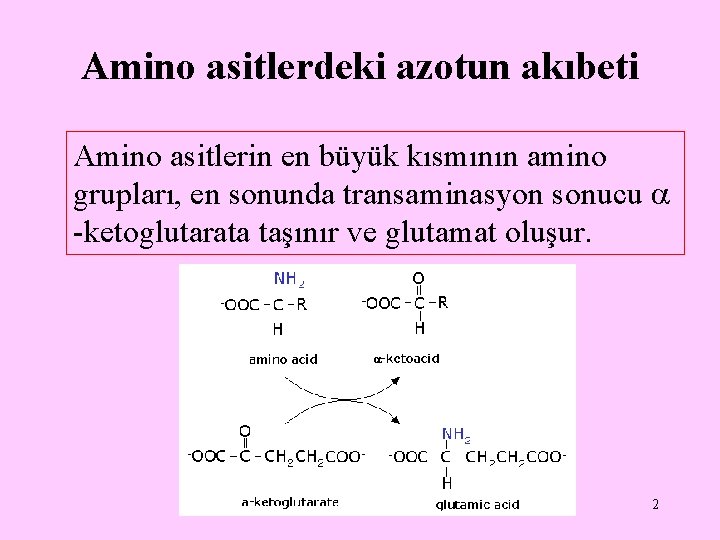 Amino asitlerdeki azotun akıbeti Amino asitlerin en büyük kısmının amino grupları, en sonunda transaminasyon