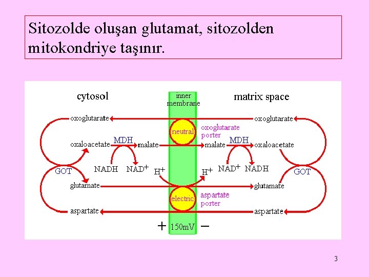 Sitozolde oluşan glutamat, sitozolden mitokondriye taşınır. 3 
