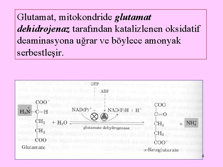 Glutamat, mitokondride glutamat dehidrojenaz tarafından katalizlenen oksidatif deaminasyona uğrar ve böylece amonyak serbestleşir. 4