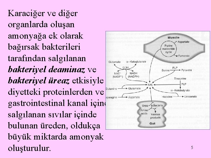 Karaciğer ve diğer organlarda oluşan amonyağa ek olarak bağırsak bakterileri tarafından salgılanan bakteriyel deaminaz