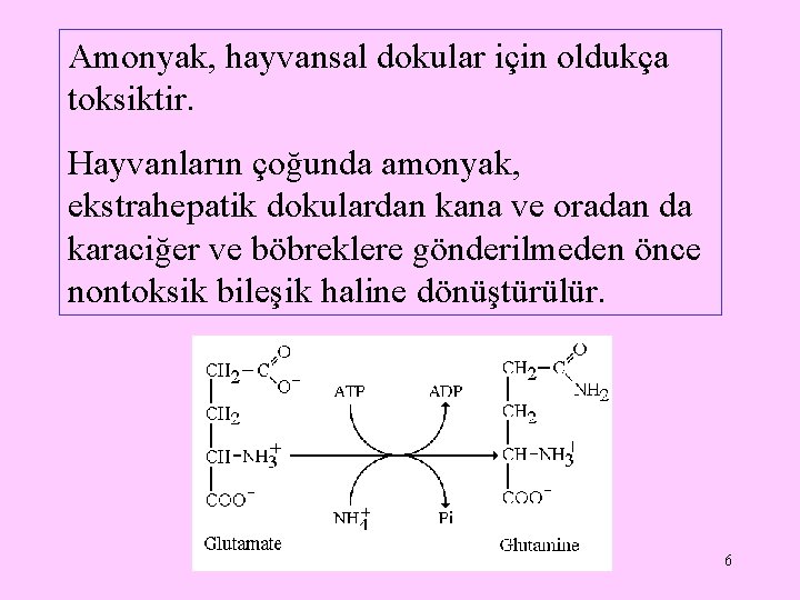 Amonyak, hayvansal dokular için oldukça toksiktir. Hayvanların çoğunda amonyak, ekstrahepatik dokulardan kana ve oradan