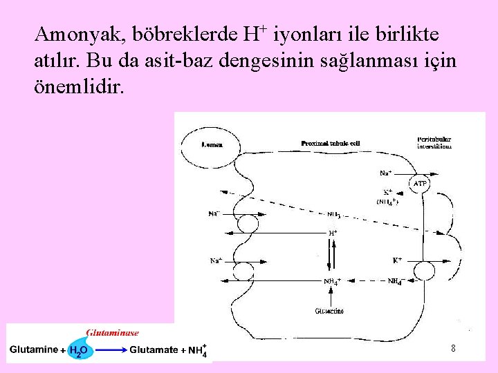 Amonyak, böbreklerde H+ iyonları ile birlikte atılır. Bu da asit-baz dengesinin sağlanması için önemlidir.