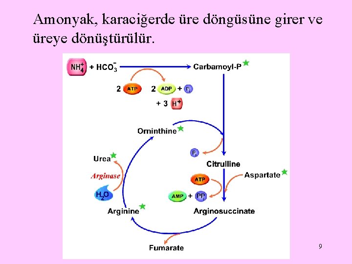 Amonyak, karaciğerde üre döngüsüne girer ve üreye dönüştürülür. 9 