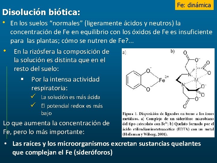 Fe: dinámica Disolución biótica: • En los suelos “normales” (ligeramente ácidos y neutros) la