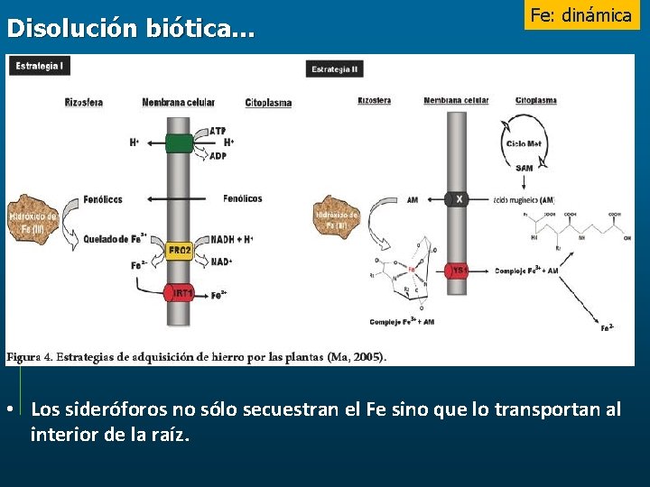 Disolución biótica… Fe: dinámica • Los sideróforos no sólo secuestran el Fe sino que