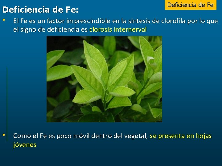 Deficiencia de Fe: • El Fe es un factor imprescindible en la síntesis de