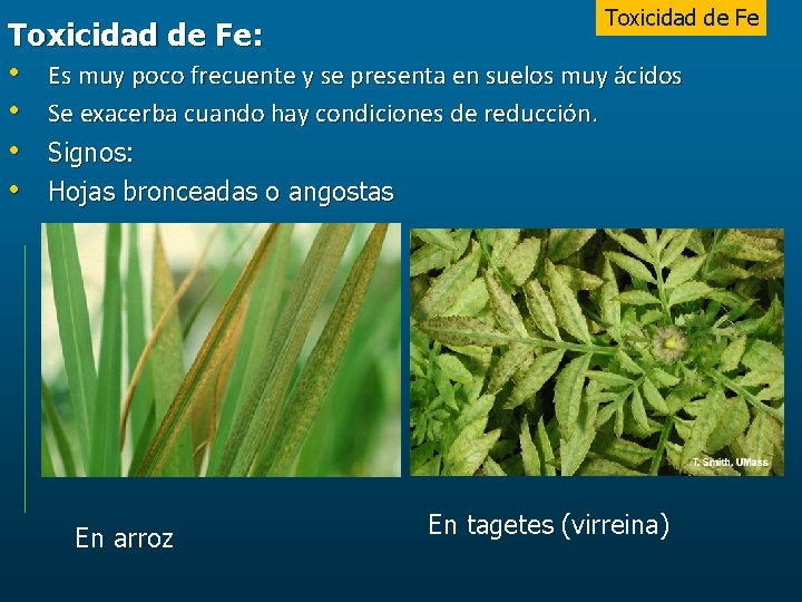 Toxicidad de Fe: • Es muy poco frecuente y se presenta en suelos muy