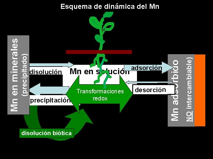 Transformaciones redox precipitación disolución biótica desorción NO intercambiable) disolución Mn en solución adsorción Mn