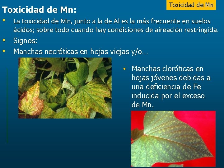 Toxicidad de Mn: • La toxicidad de Mn, junto a la de Al es