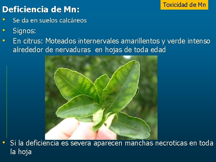 Toxicidad de Mn Deficiencia de Mn: • Se da en suelos calcáreos • Signos: