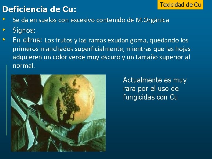 Toxicidad de Cu Deficiencia de Cu: • Se da en suelos con excesivo contenido