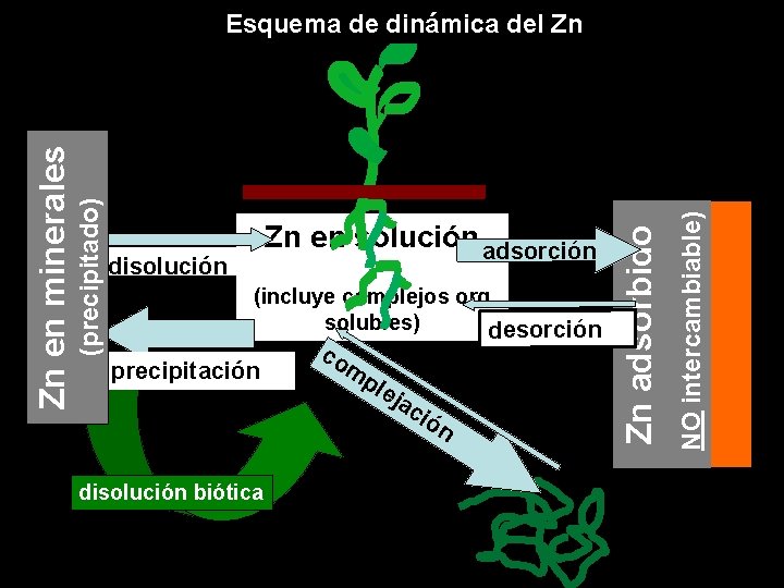 disolución (incluye complejos org solubles) desorción precipitación disolución biótica co mp lej ac ión