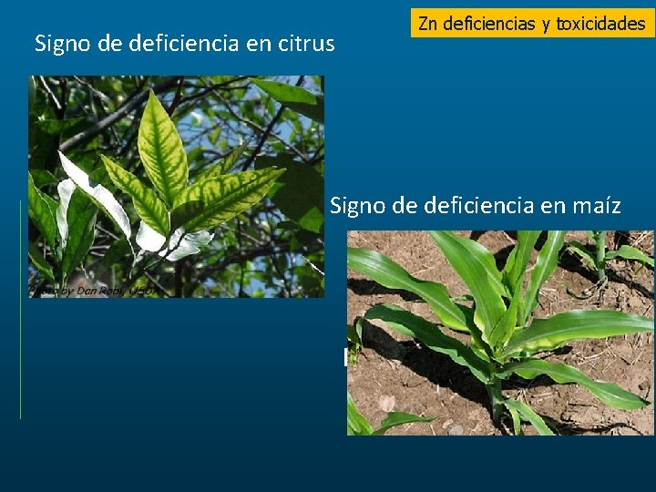 Zn deficiencias y toxicidades Signo de deficiencia en citrus Signo de deficiencia en maíz