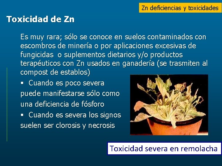 Zn deficiencias y toxicidades Toxicidad de Zn Es muy rara; sólo se conoce en