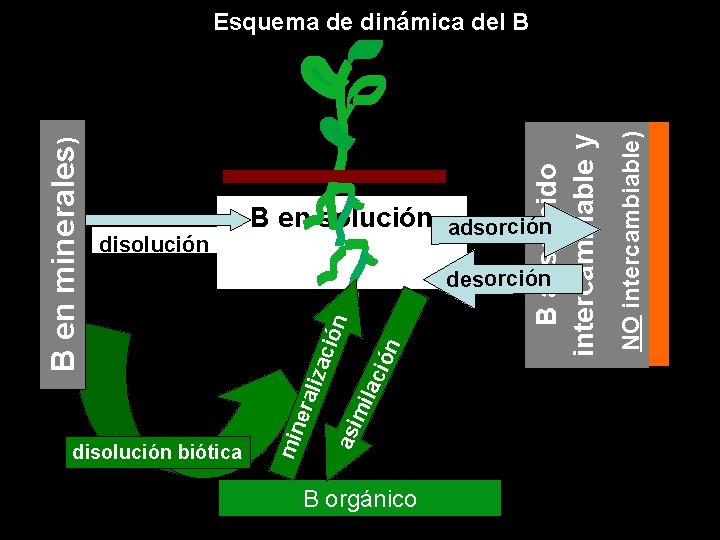 ilac B orgánico NO intercambiable) B adsorbido intercambiable y ión n asi m min