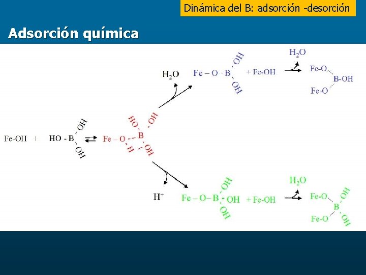 Dinámica del B: adsorción -desorción Adsorción química 