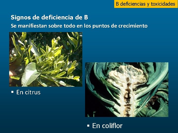 B deficiencias y toxicidades Signos de deficiencia de B Se manifiestan sobre todo en