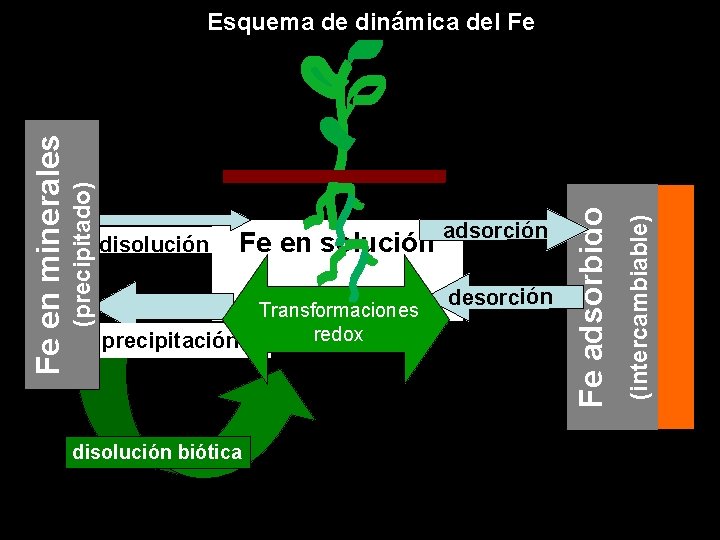 Transformaciones redox precipitación disolución biótica desorción (intercambiable) disolución Fe en solución adsorción Fe adsorbido