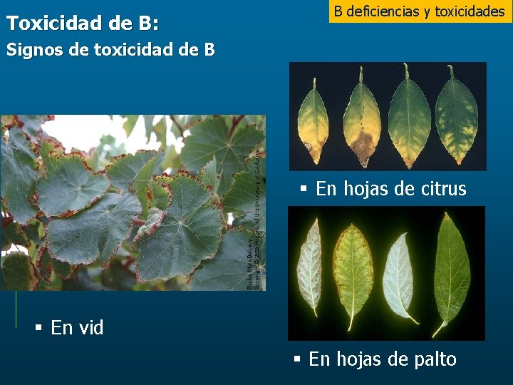 Toxicidad de B: B deficiencias y toxicidades Signos de toxicidad de B § En