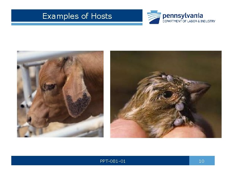 Examples of Hosts PPT-081 -01 10 