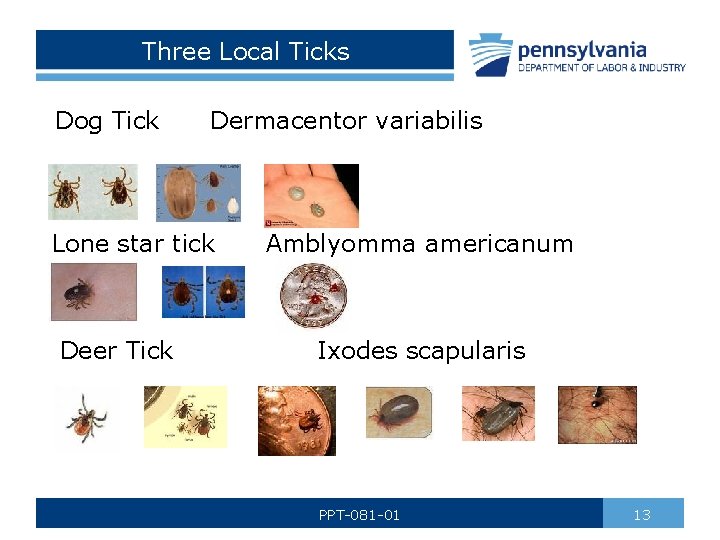 Three Local Ticks Dog Tick Dermacentor variabilis Lone star tick Deer Tick Amblyomma americanum