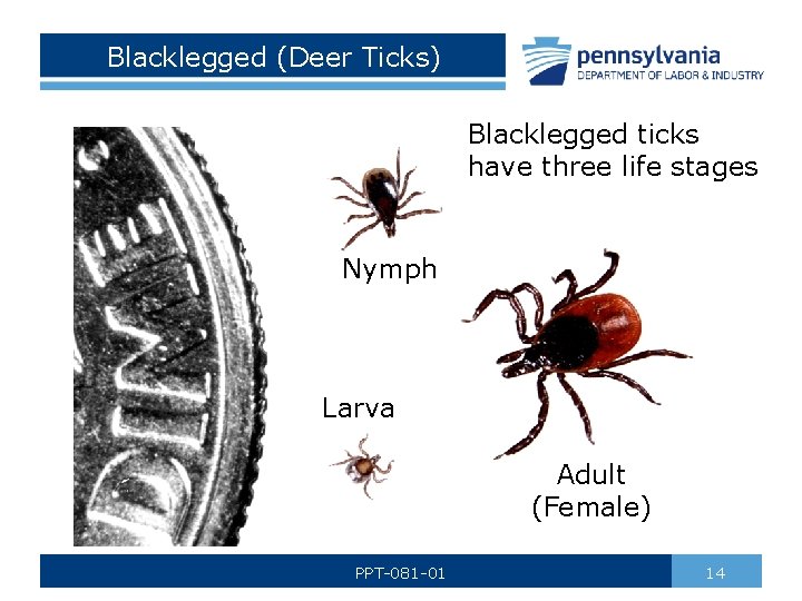 Blacklegged (Deer Ticks) Blacklegged ticks have three life stages Nymph Larva Adult (Female) PPT-081