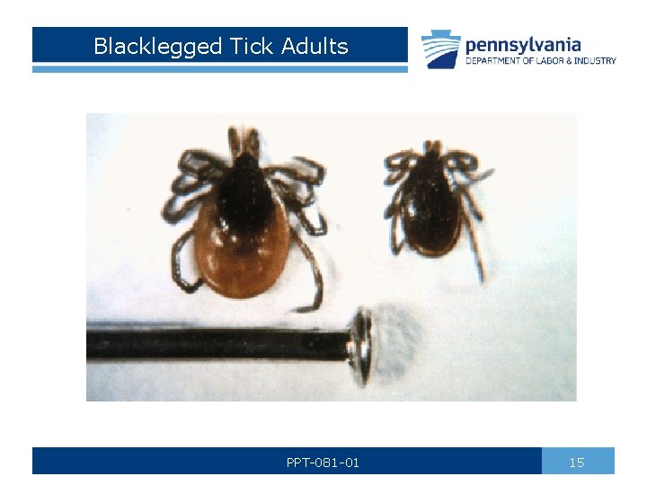 Blacklegged Tick Adults PPT-081 -01 15 