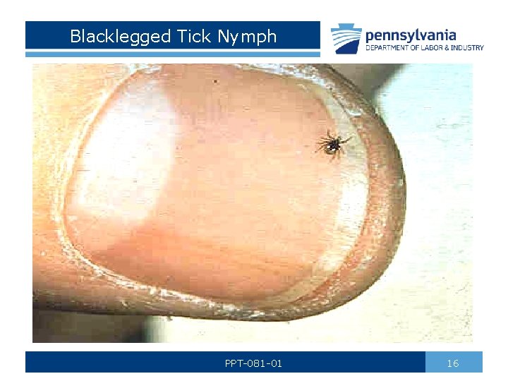 Blacklegged Tick Nymph PPT-081 -01 16 