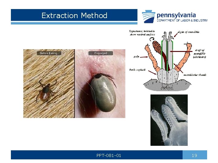 Extraction Method PPT-081 -01 19 