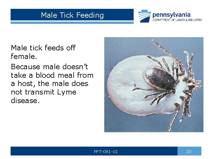 Male Tick Feeding Male tick feeds off female. Because male doesn’t take a blood