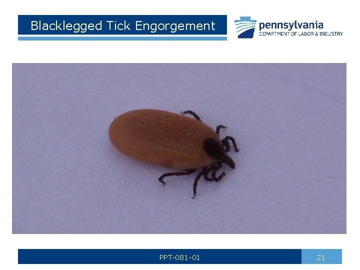 Blacklegged Tick Engorgement PPT-081 -01 21 