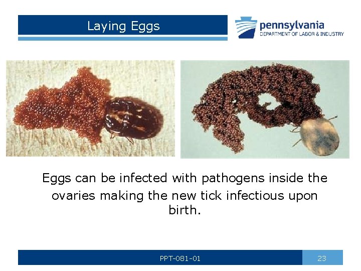 Laying Eggs can be infected with pathogens inside the ovaries making the new tick